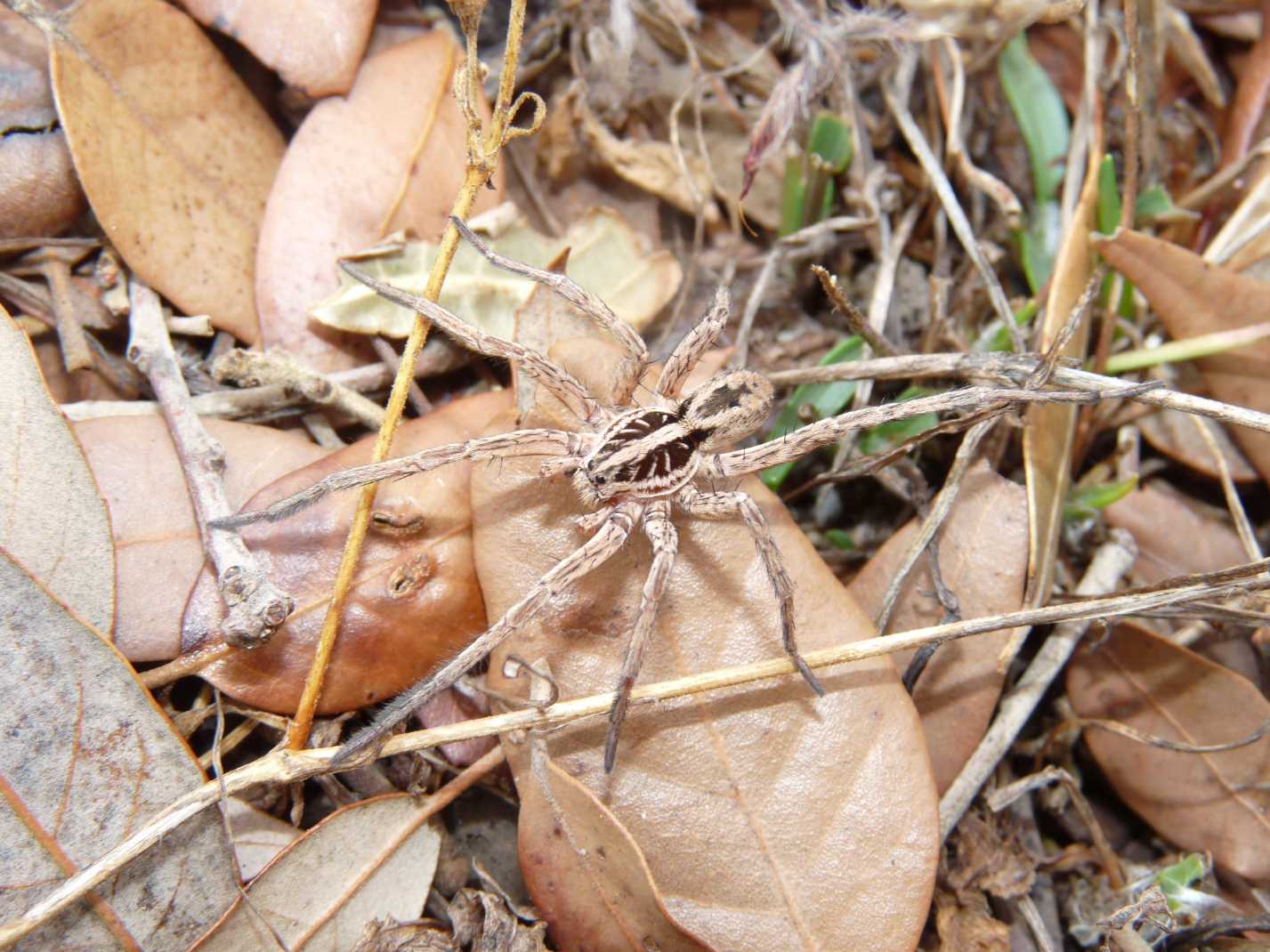 Maschio di Hogna radiata